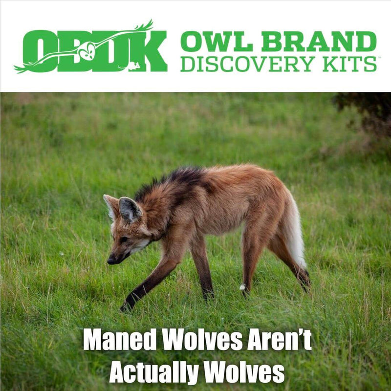 Maned Wolves Are Not Really Wolves
