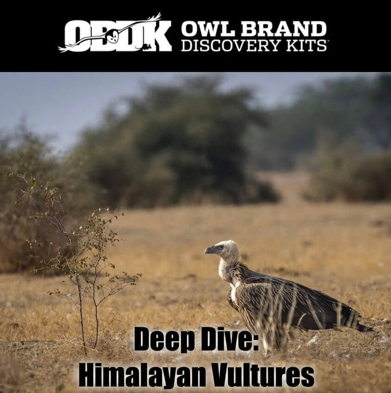 Deep Dive: Himalayan Vulture