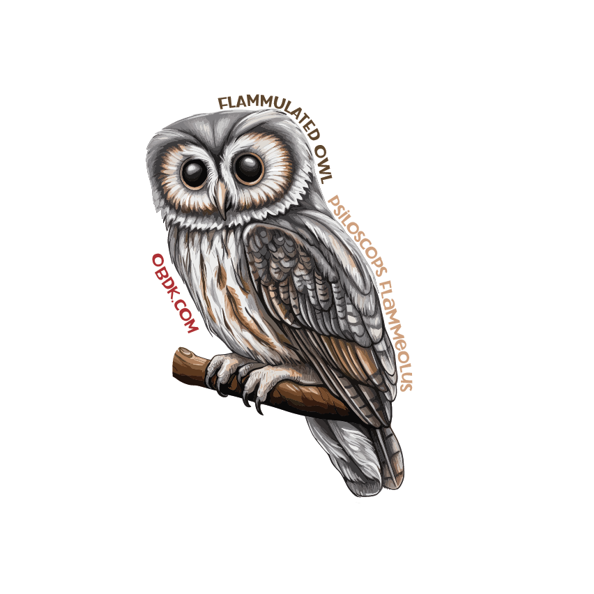 Flammulated Owl 