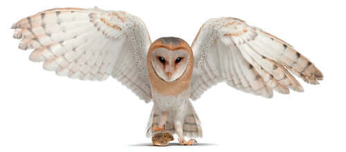 What do owls eat?