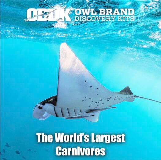 The World's Largest Carnivores