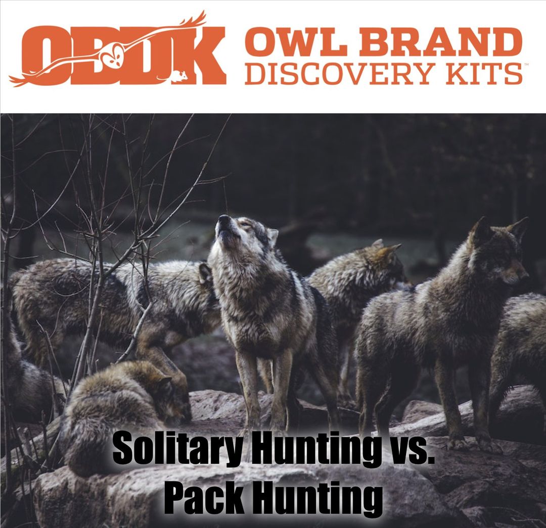 Hunting Alone or Hunting in Pack Which one you prefer ?