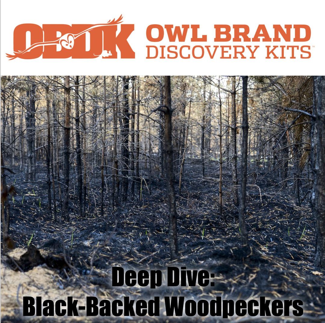 Deep Dive: Black-backed Woodpeckers – Owl Brand Discovery Kits