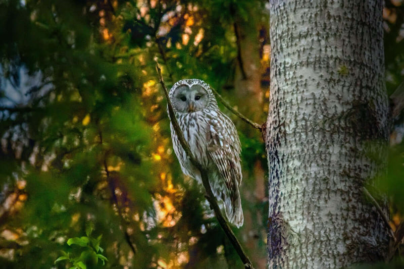 What are the dynamics of owl families?