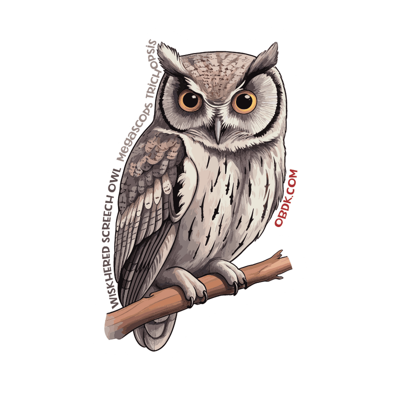 The Whiskered Screech Owl: A Fascinating Nocturnal Bird