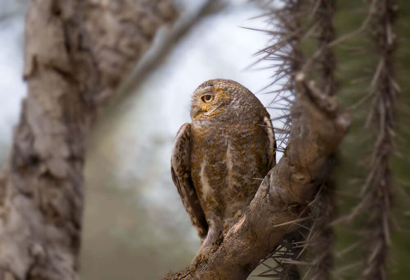 What's the smallest owl in the world?