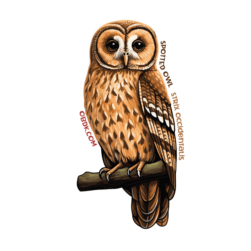 Spotted Owl: A Navigator of the Forest