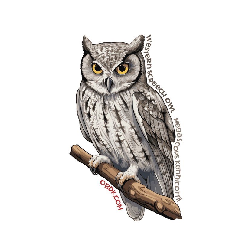 Western Screech Owls: The Tiny, Mighty Predators of the Night