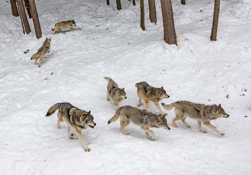 Ever Wondered About Lone Wolves?