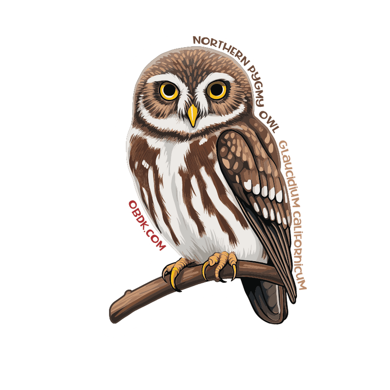 This Owl Has A Unique Defense Strategy: The Northern Pygmy Owl