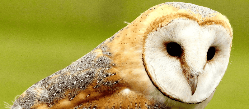 common barn owl
