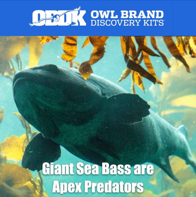 Giant Sea Bass Are Apex Predators