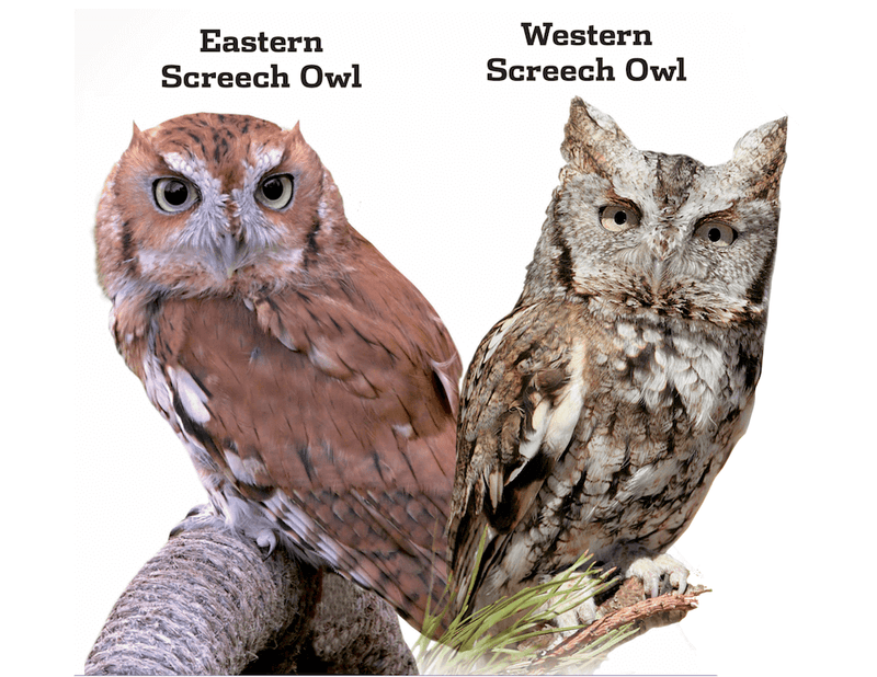 What's the difference between Eastern and Western Screech Owls?