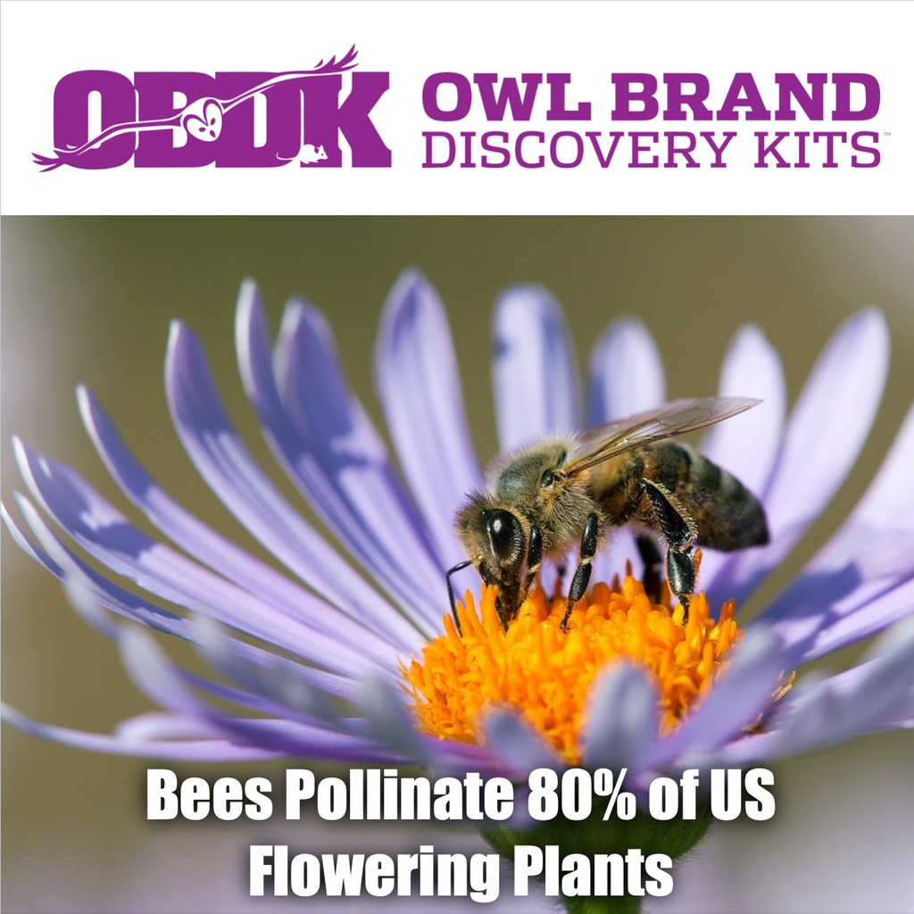 Bees Pollinate 80% of US Flowering Plants