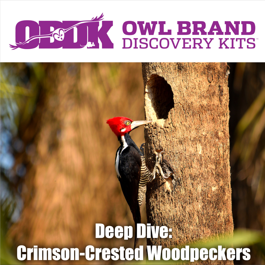 Deep Dive: Crimson-crested Woodpecker