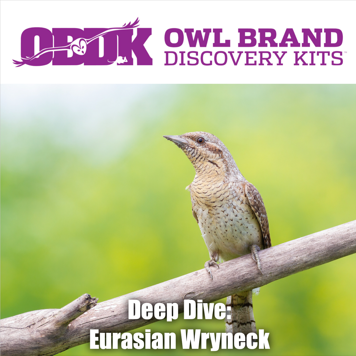 Deep Dive: Eurasian Wrynecks – Owl Brand Discovery Kits