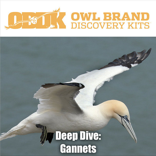 Deep Dive: Gannets