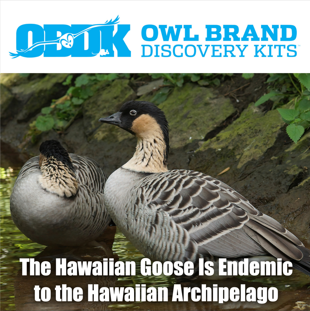 The Hawaiian Goose is Endemic to the Hawaiian Archipelago