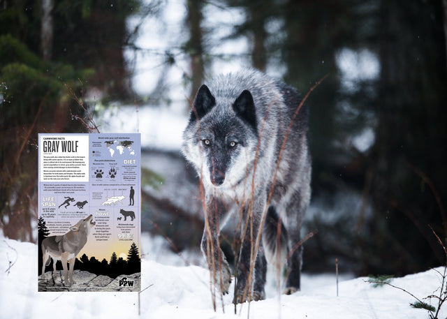 Grey Wolf in Winter: Who’s Really Out There When the Snow Is Quiet?