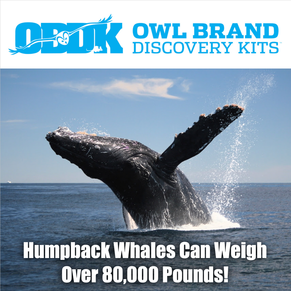 Humpback Whales Can Weigh Over 80,000 Pounds!