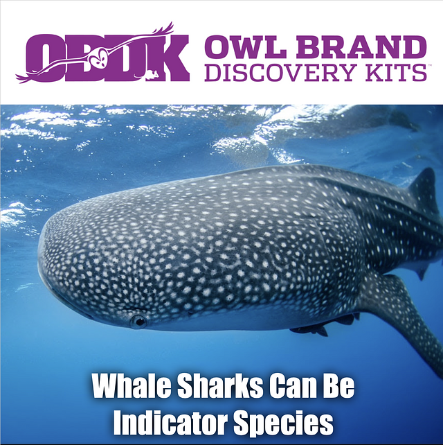 Whale Sharks Can Be Indicator Species – Owl Brand Discovery Kits