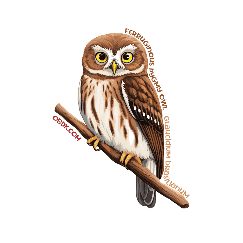 Ferruginous Pygmy Owl: A Marvel of Nature