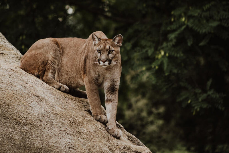 How Important is the Endangered Species Act?