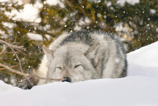 Wolves in Snow: The Quiet Teamwork Kids Don’t Expect
