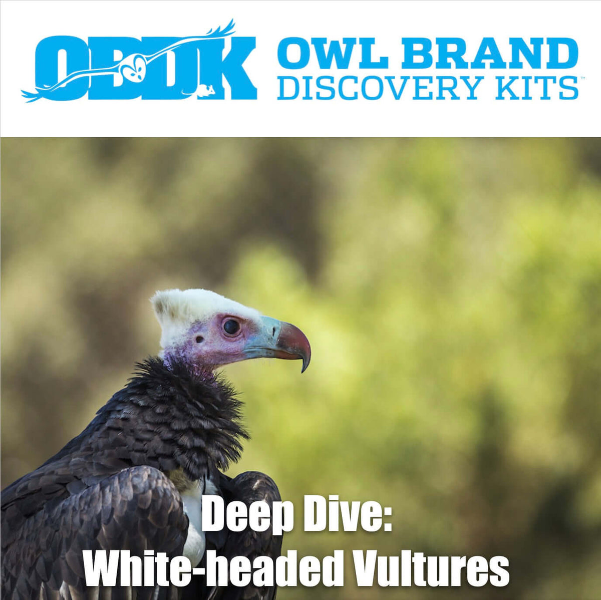 Deep Dive: White-headed Vulture – Owl Brand Discovery Kits