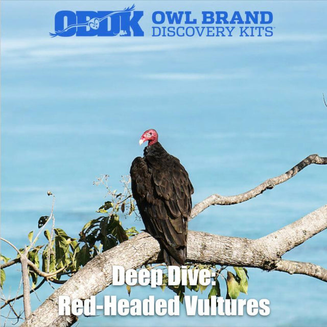 Deep Dive: Red-headed Vultures