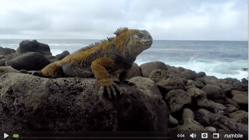 Prehistoric diving marine iguanas look like mini Godzillas