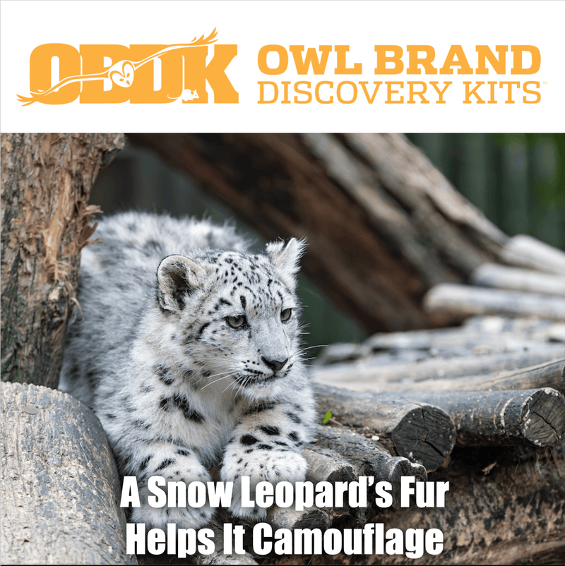 A Snow Leopard’s Fur Helps It Camouflage