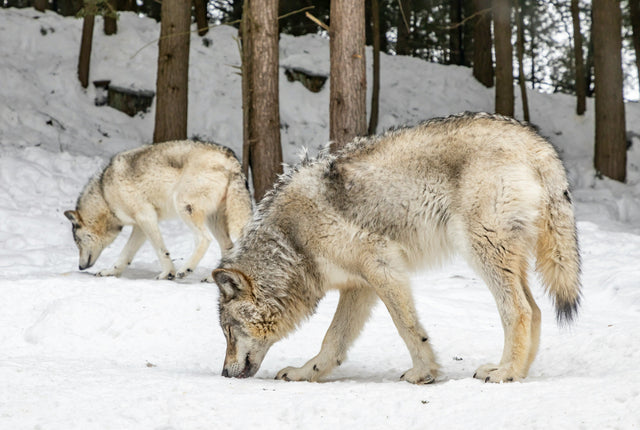 Winter Wolves and Energy Math: Every Hunt Is a Gamble