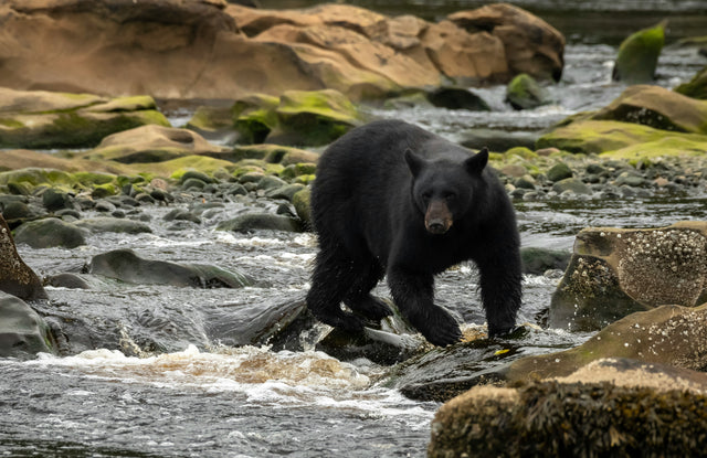 Black Bear Day: If Winter’s Forecast Came From the Forest’s Real Heavyweight