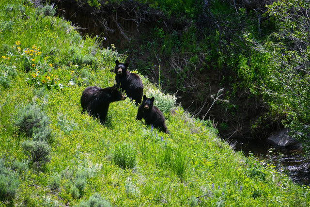How Predators Interact in Spring