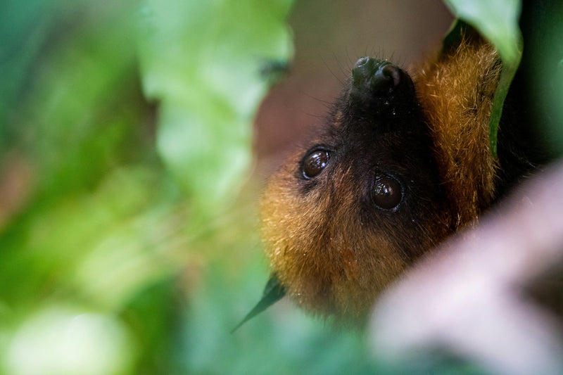 Meet the Bats: An Introduction to Our Nocturnal Friends
