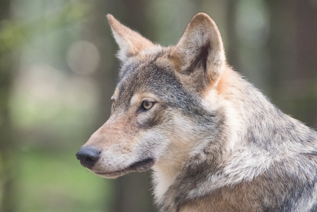 Gray wolf pack moving together across snowy habitat