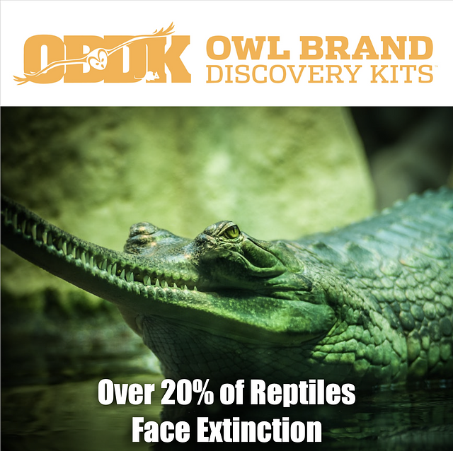 Over 20% of Reptiles Face Extinction