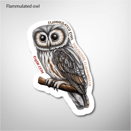 Flammulated Owl 2"x2.83" Vinyl Sticker