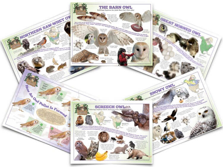 Complete Owl Poster Set showcasing various owl species for wildlife education and biology learning activities.
