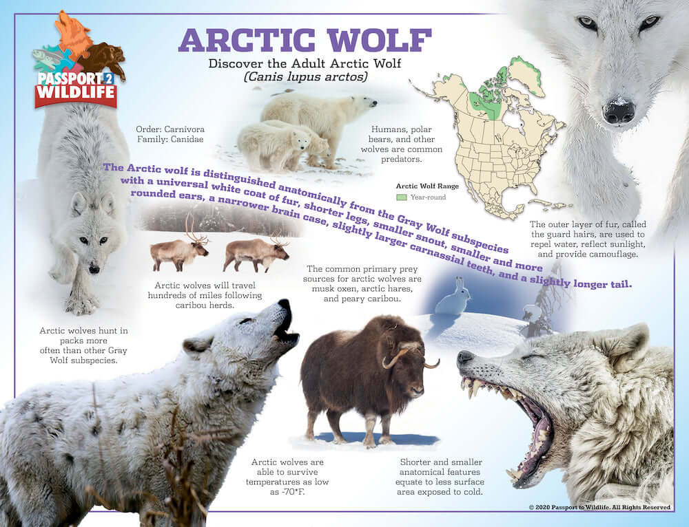 Arctic Wolf Poster