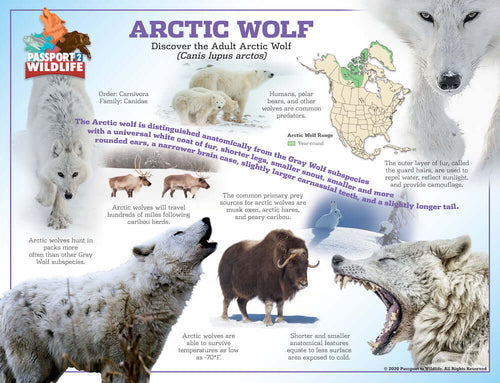 Arctic Wolf Poster