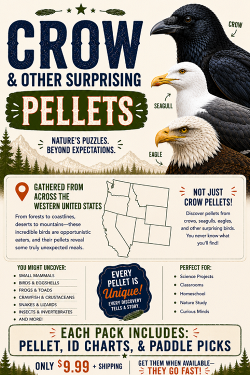Birds, Bats, & Other Weird Remains