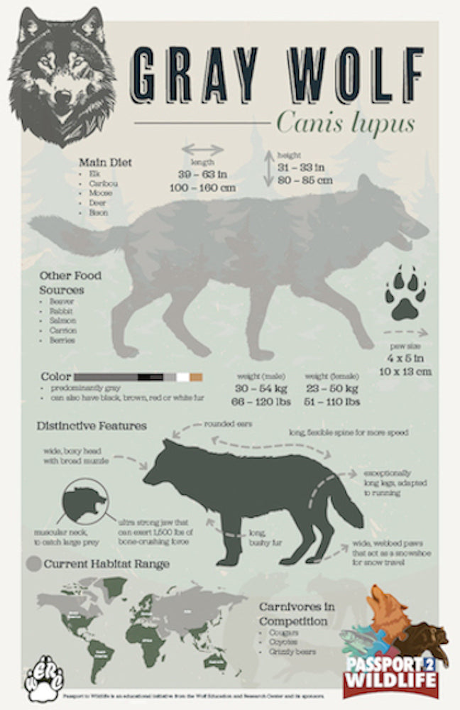 gray wolves food