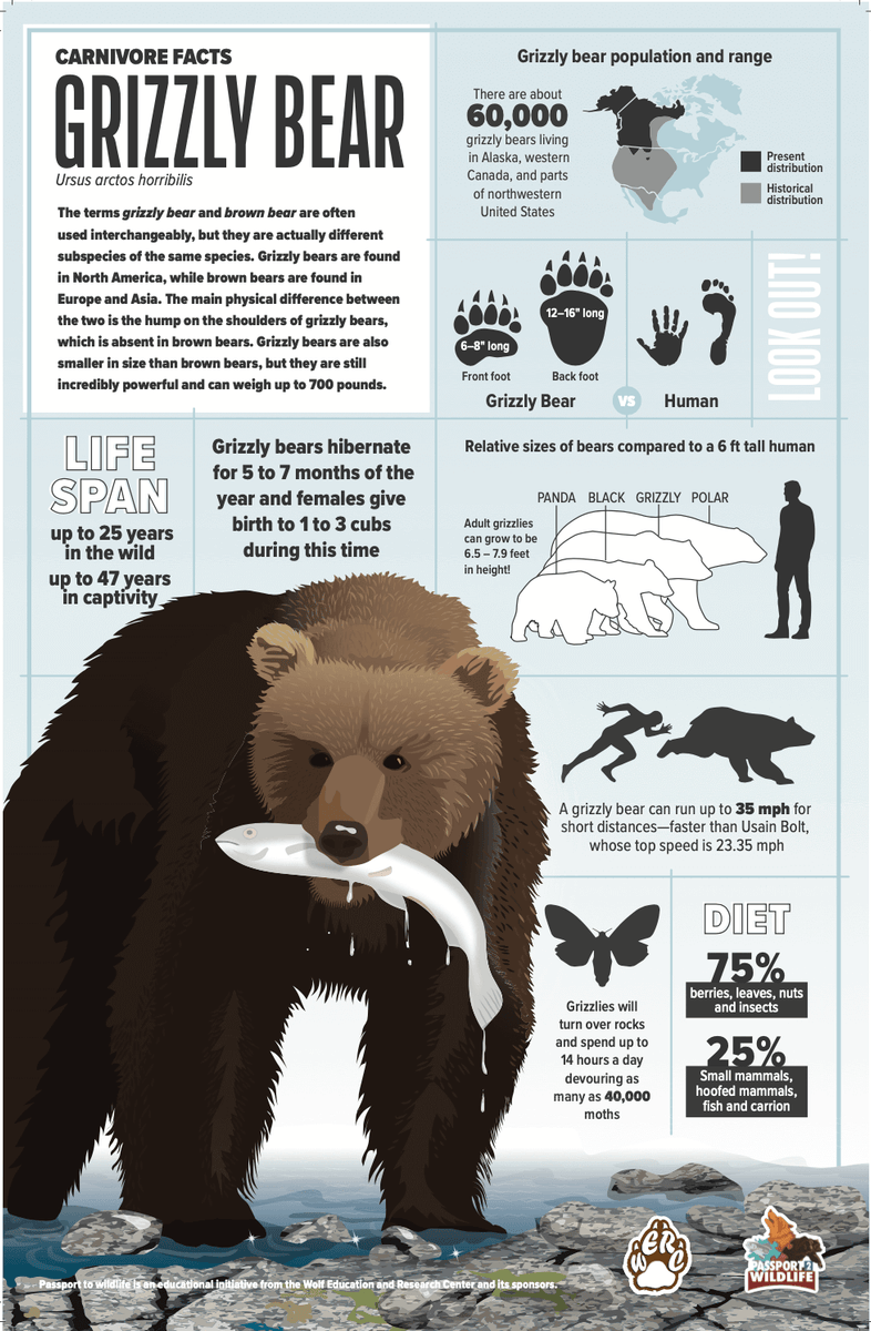 Grizzly Bear Facts 11x17 Poster – Owl Brand Discovery Kits