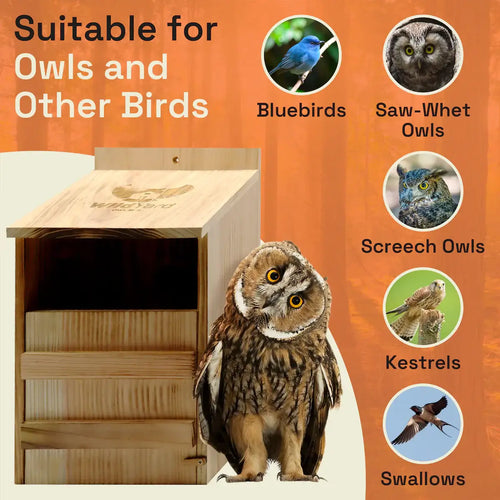 Owl Box (Includes Shipping)
