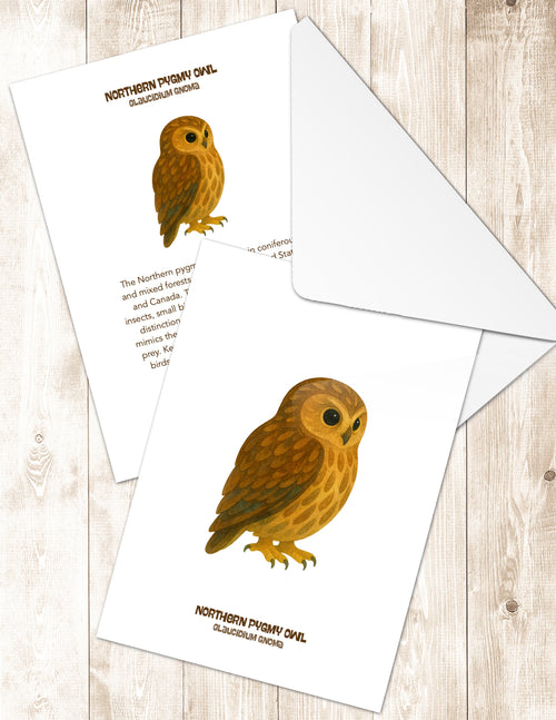 Northern Pygmy Owl Greeting Cards in 3 Styles