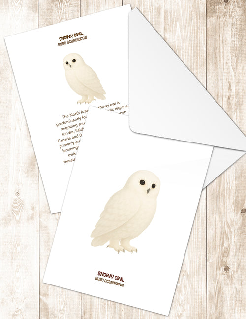 Snowy Owl Greeting Cards in 3 Styles