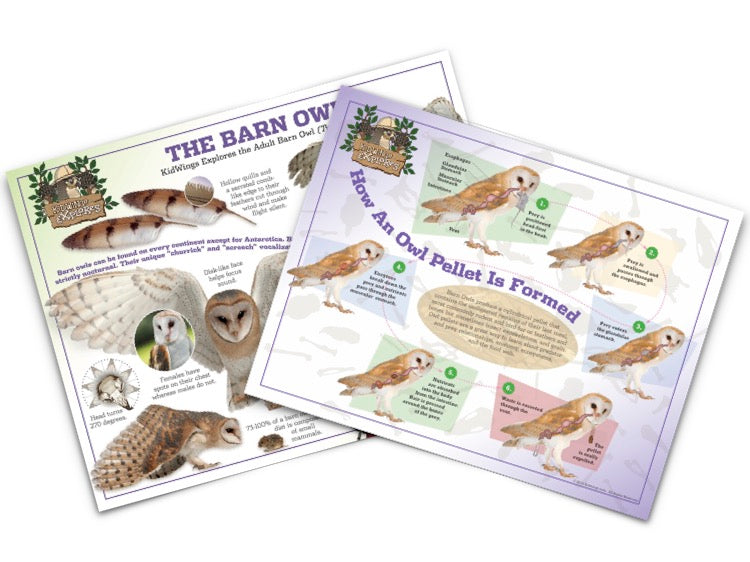 Barn Owl & Pellet Poster Set