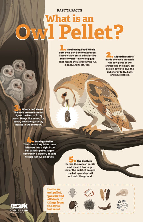 Raptor Facts: What is an Owl Pellet? 11x17 Poster (Ships June 10)